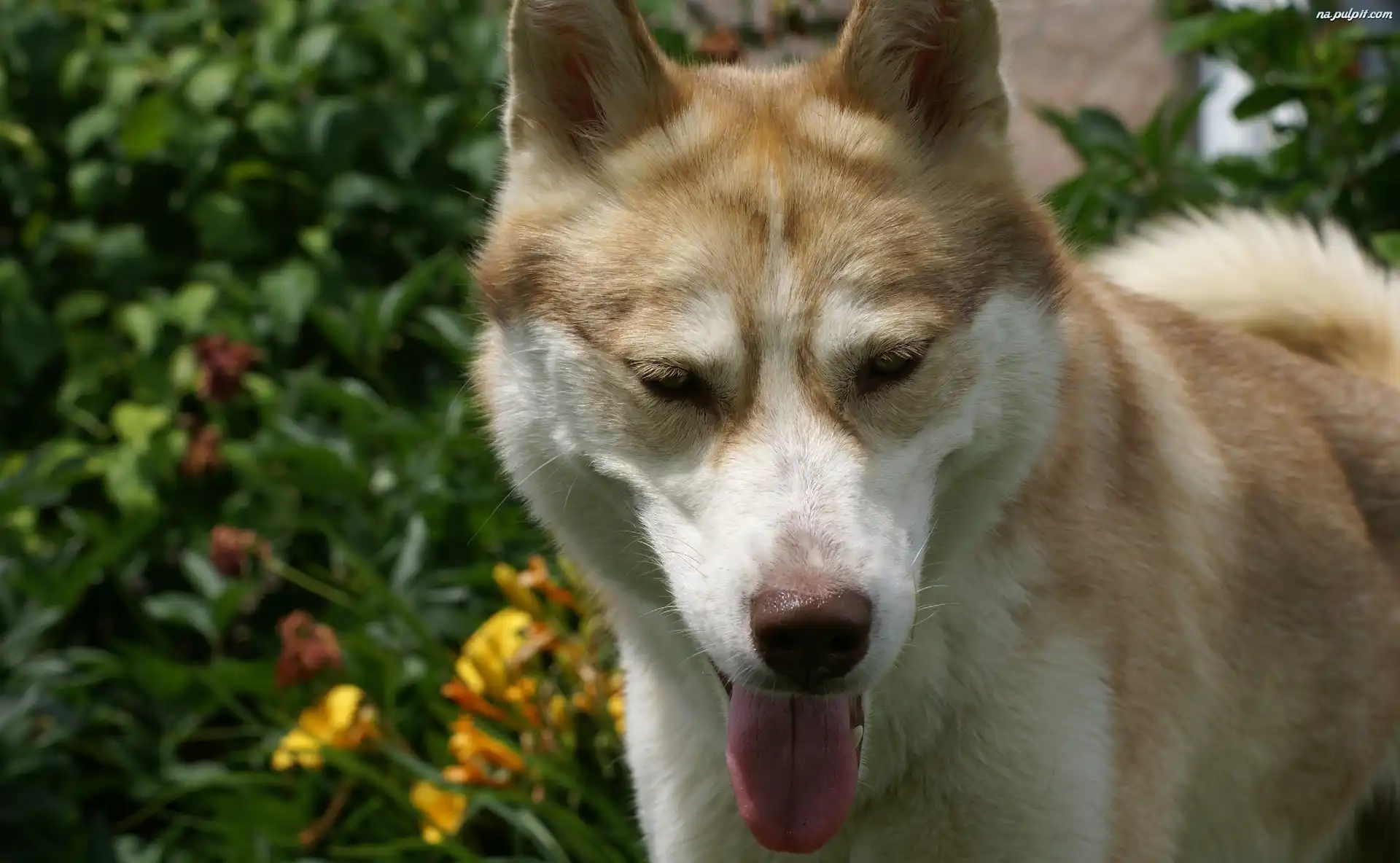 Siberian Husky Na Pulpit
